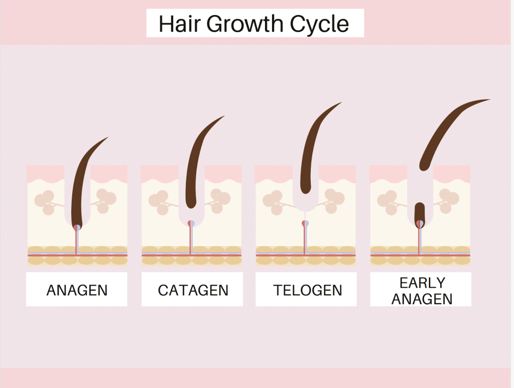 hair-growth-cycle